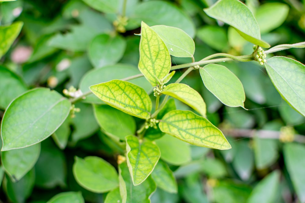 Gymnema Sylvestre